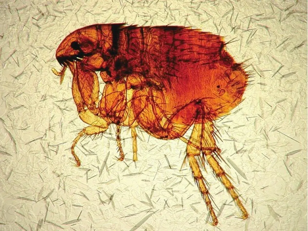 Blecha kočičí — makro snímek zobrazující detailní anatomii