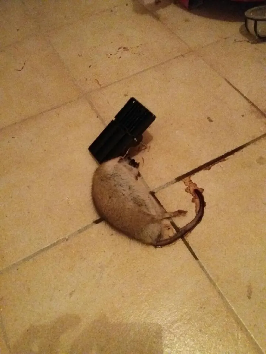 DDD služby pro sklady — deratizace skladových prostor