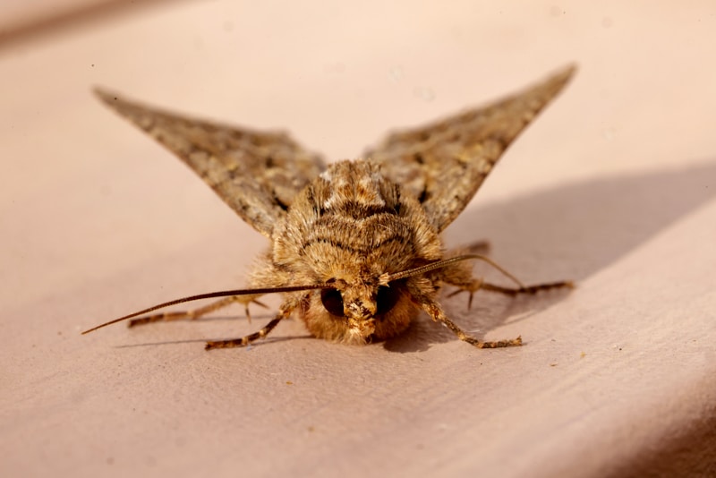 Mol potravinový — zavíječ v potravinách