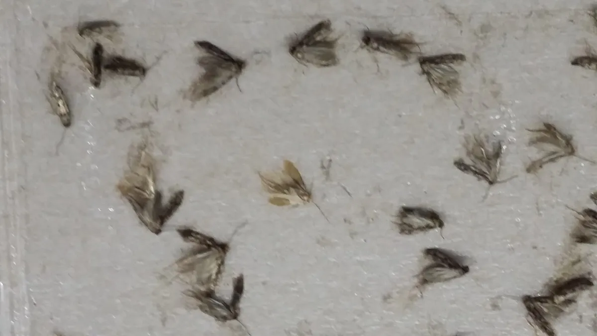 Mol šatní zachycený na lepovém lapači