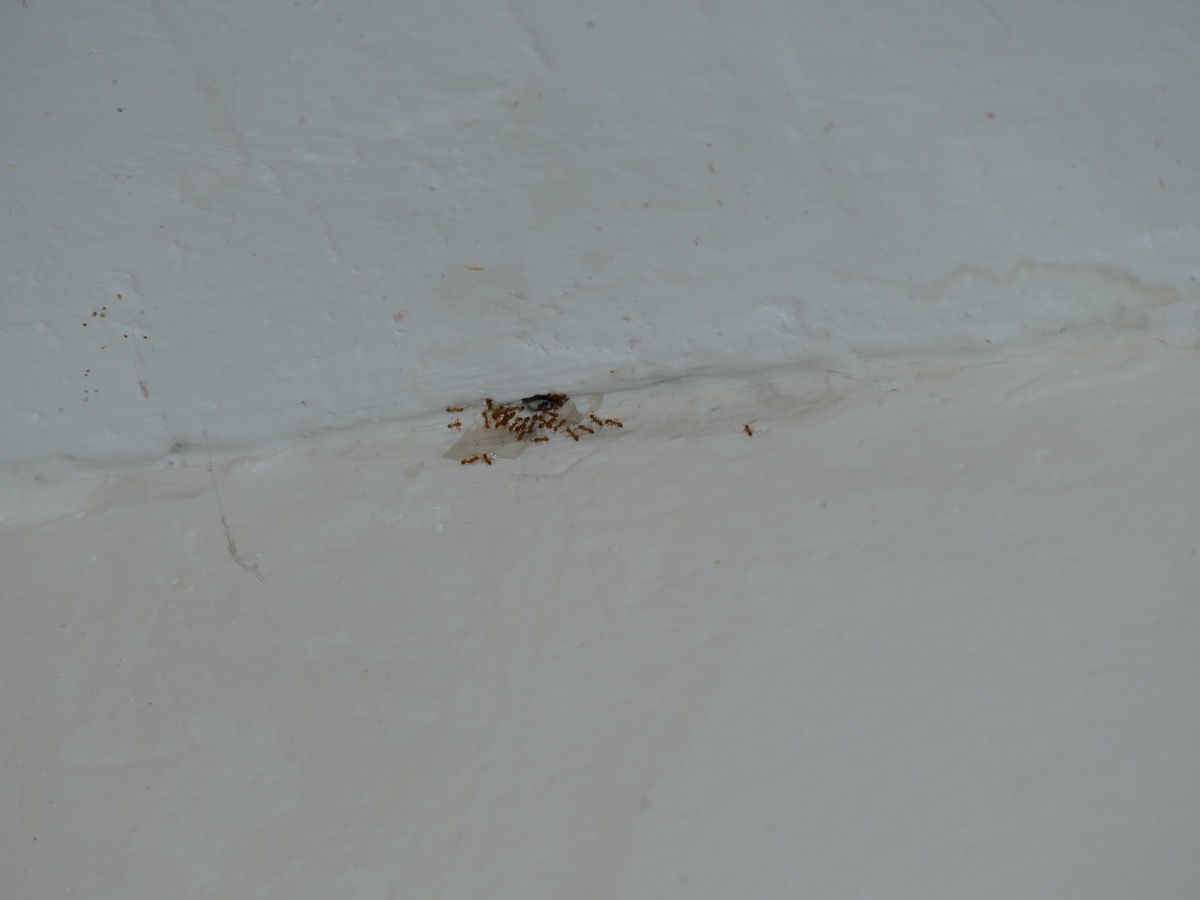 Mravenci faraoni vylézající ze spárou ve zdi v bytě