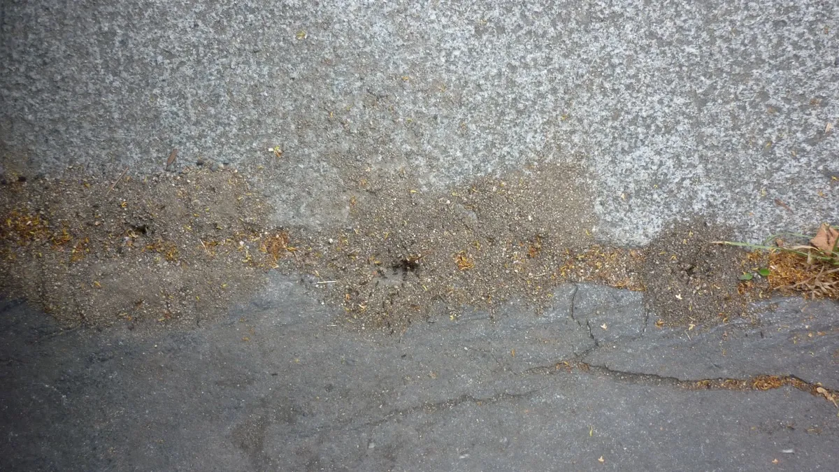 Mravenci zahradní — hnízda u základu budovy