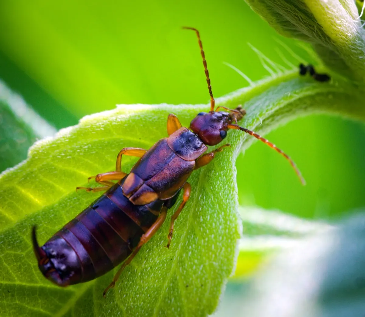 Škvor — hmyz s kleštíky