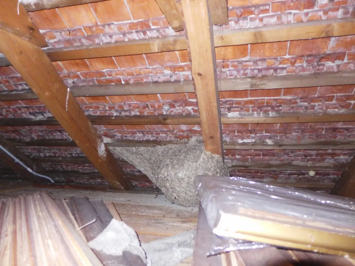 Velké hnízdo sršní na půdě