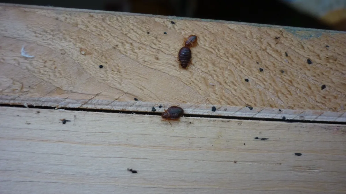 Štěnice domácí na dřevěném rámu postele — typické místo úkrytu