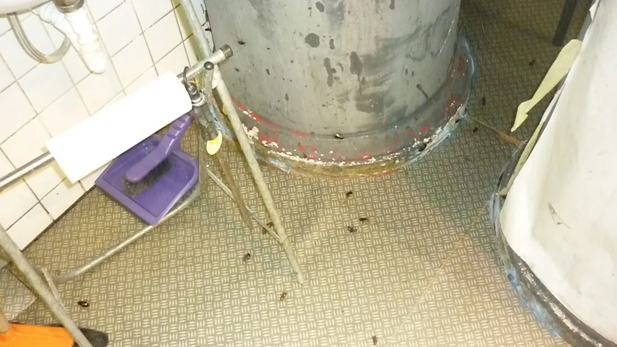 Švábi v kuchyni restaurace — profesionální DDD služby pro gastronomii