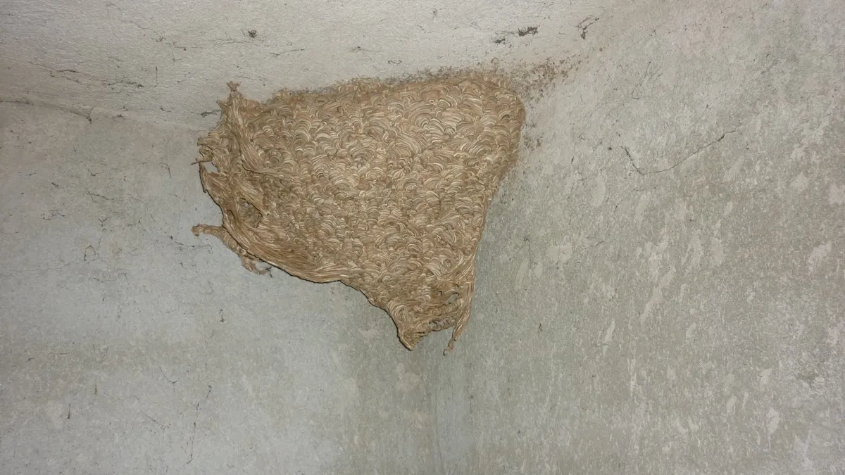 Vosí hnízdo v garáži připravené k odstranění